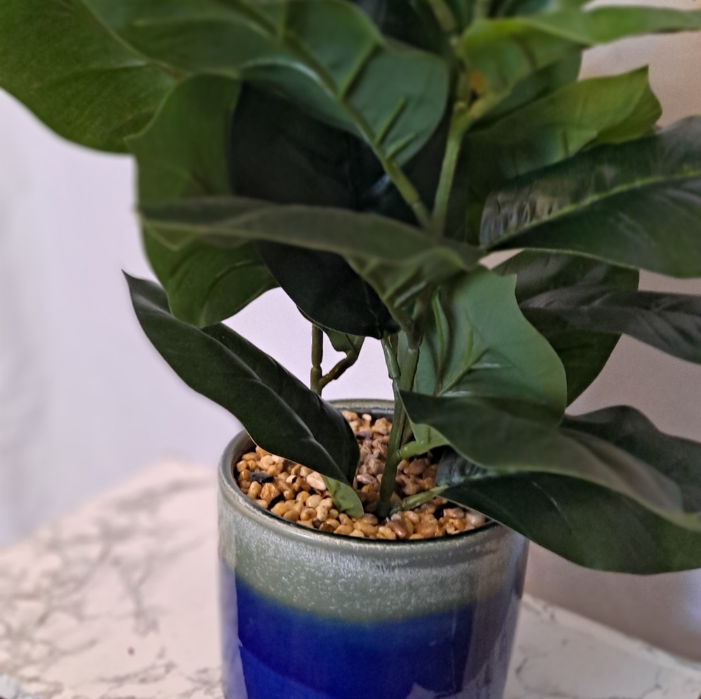 Plastic  fiddle plant